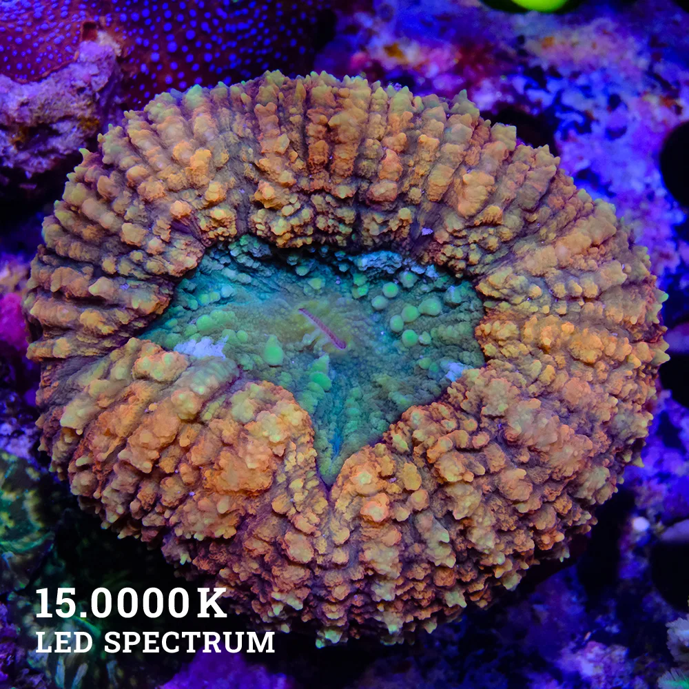 Lobophyllia 'Orange & Green'