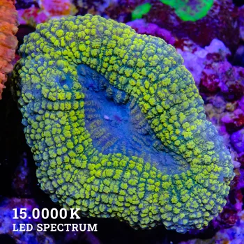 Lobophyllia 'Ultra Yellow' (Kopie)