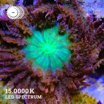 Sandanemone