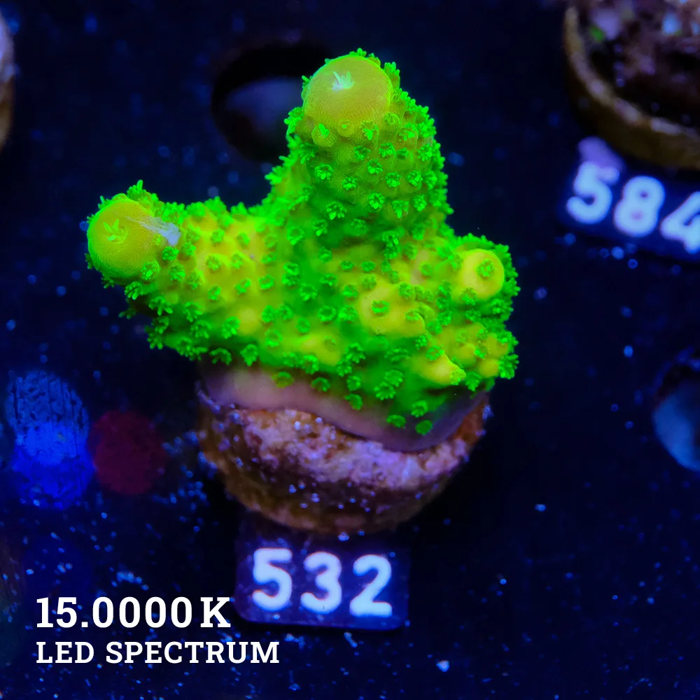 Acropora Humilis 'Neon'