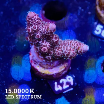 Acropora Millepora 'Purple'