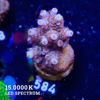 Acropora Tenuis 'Orange Fluo'