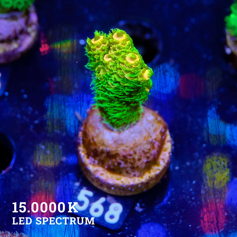 Acropora Millepora 'Sunset'