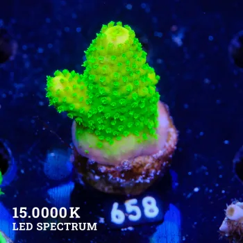 Acropora Humilis 'Neon'