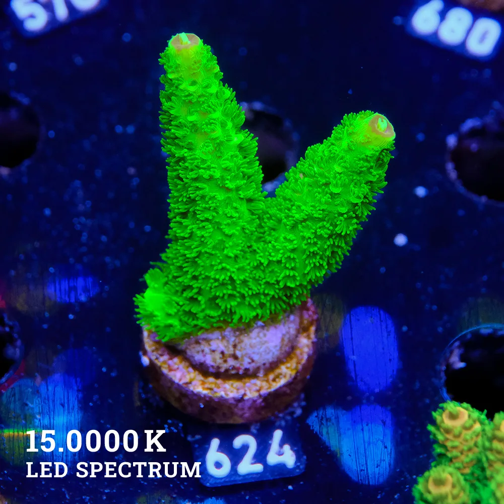Acropora Specifera