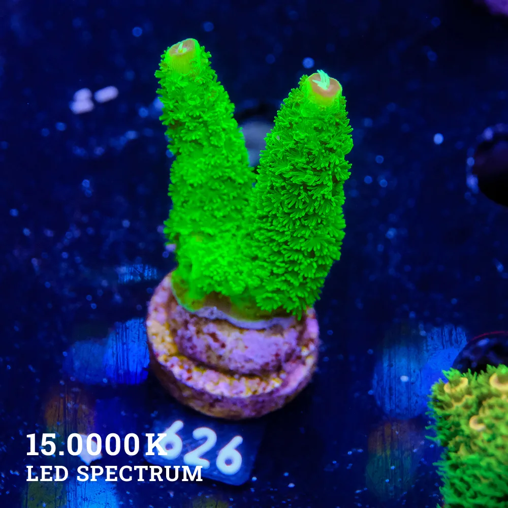 Acropora Specifera