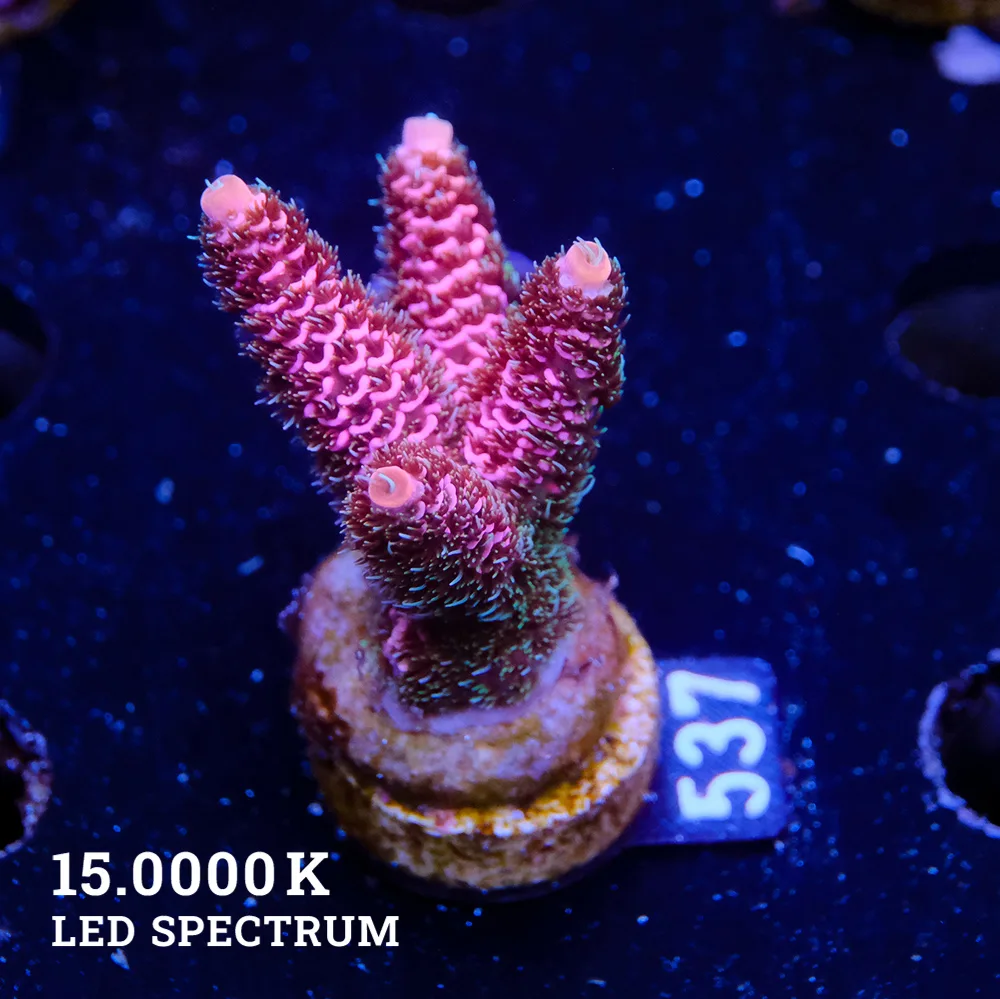 Acropora Millepora 'Pink'