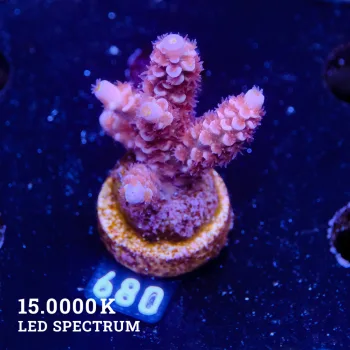 Acropora Tenuis 'Purple'