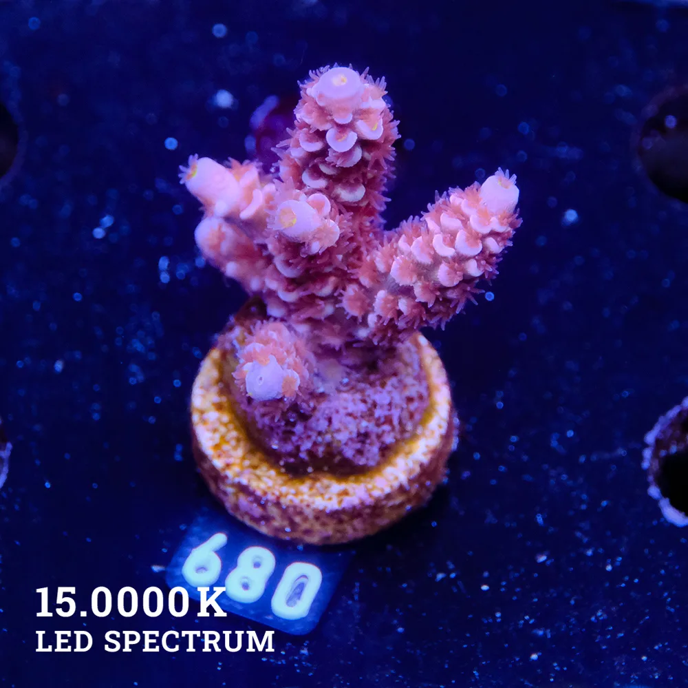 Acropora Tenuis 'Purple'