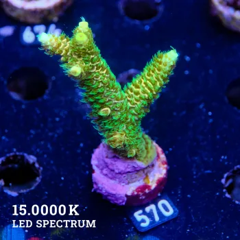 Acropora Millepora 'Greenish'