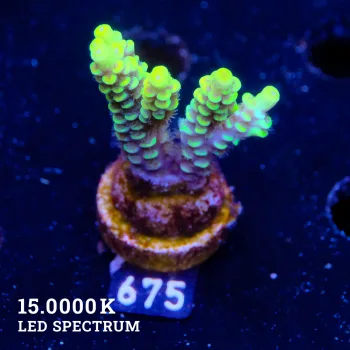 Acropora Tenuis 'Yellow'