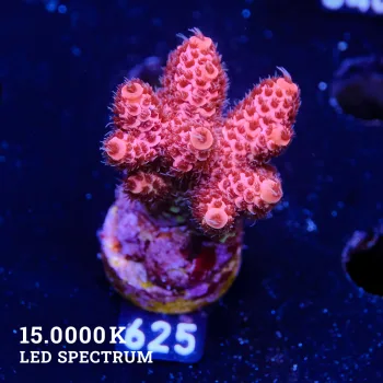 Acropora Millepora 'Red'