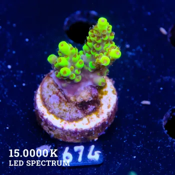 Acropora 'Pikachu'