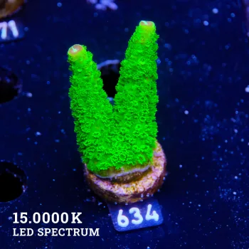 Acropora Specifera