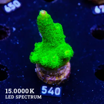 Acropora Specifera