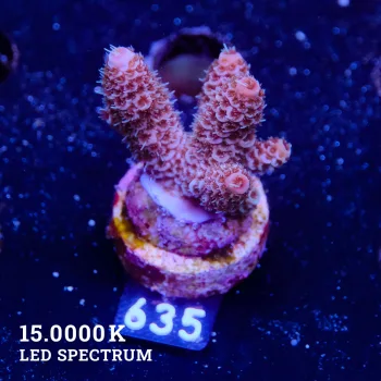 Acropora Millepora 'Purple'