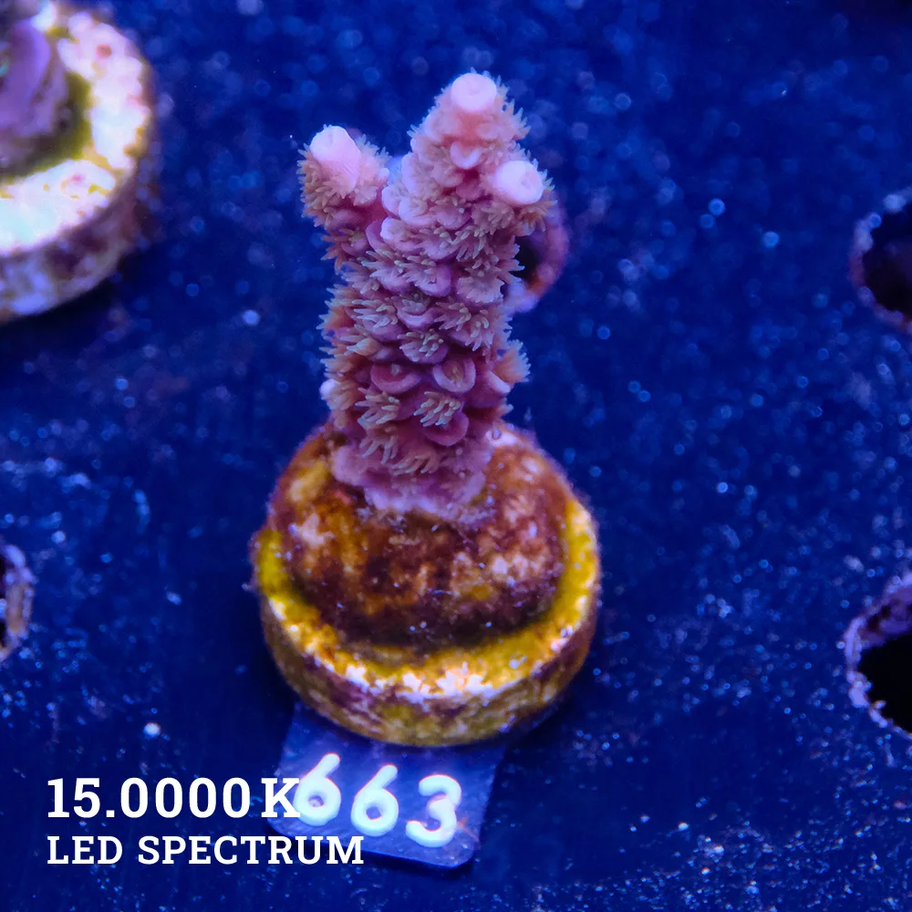 Acropora Tenuis
