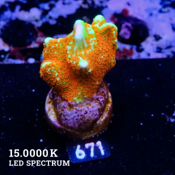 Montipora 'Forest Fire'