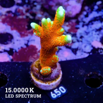 Montipora 'Forest Fire'