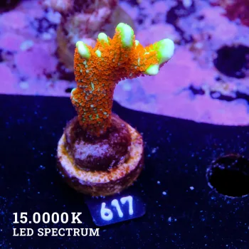 Montipora 'Forest Fire'
