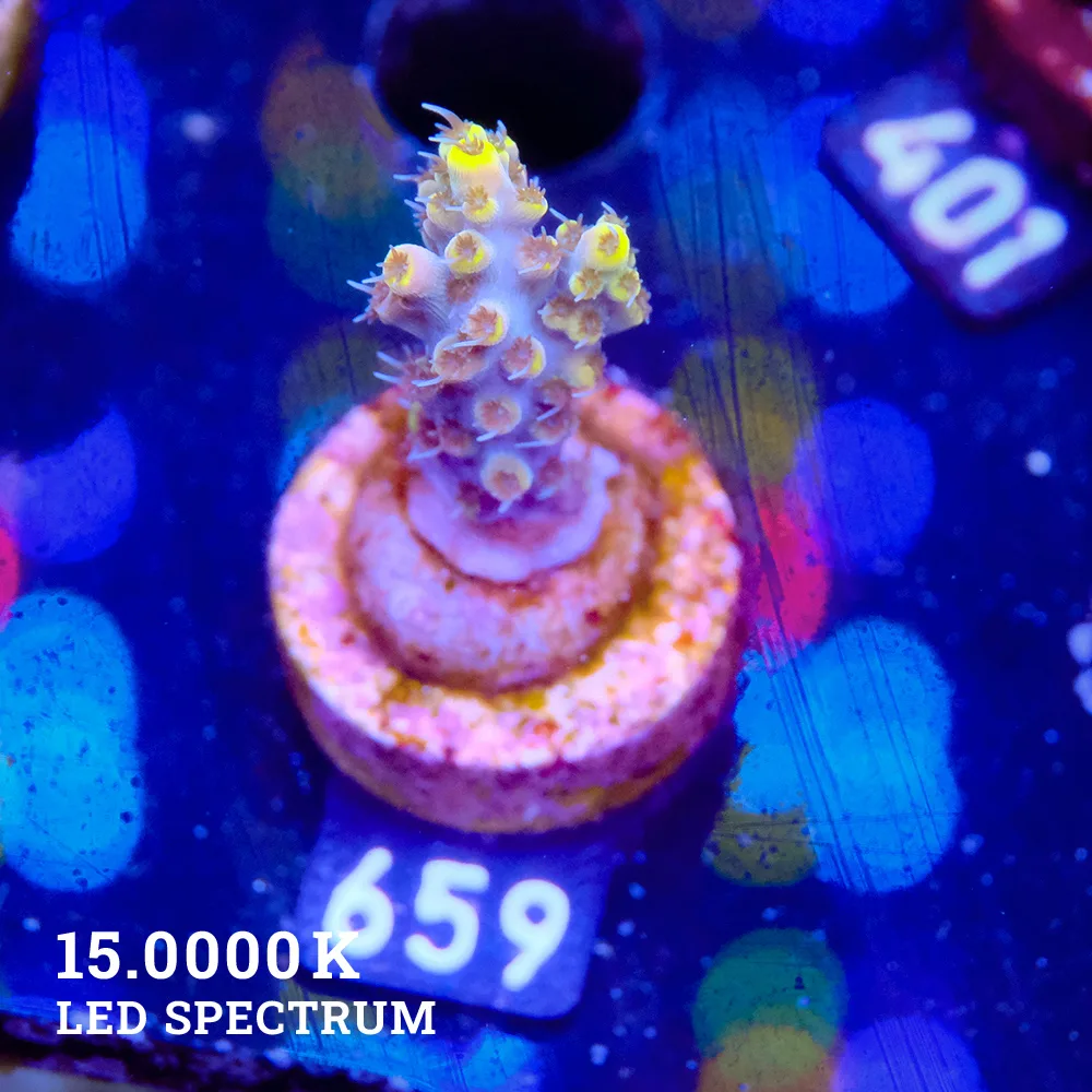 Acropora 'Yellow Tips'