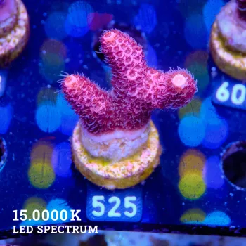 Acropora Millepora 'Pink'