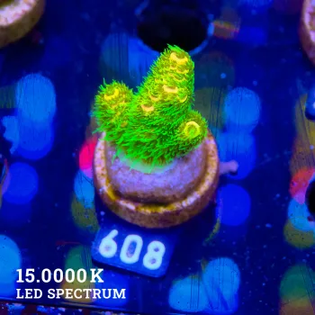Acropora Millepora 'Sunset'
