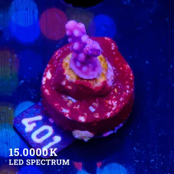 TK Red Merlin S