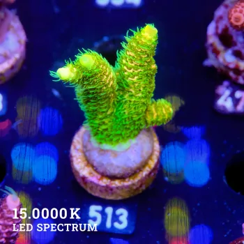 Acropora Millepora 'Sunset'