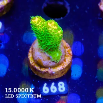 Acropora Millepora 'Sunset'