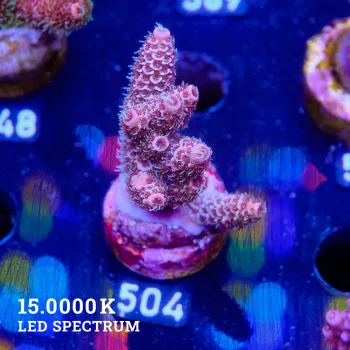 Acropora Millepora 'Purple'
