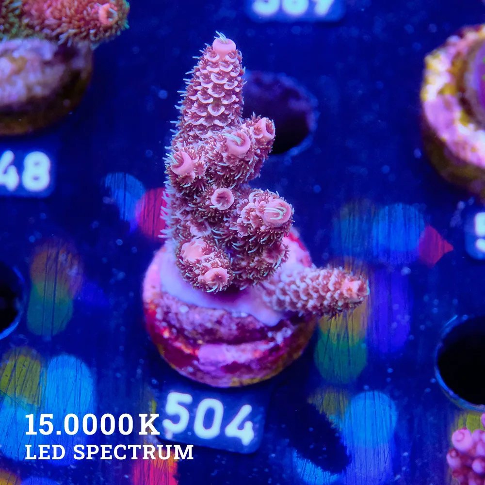 Acropora Millepora 'Purple'