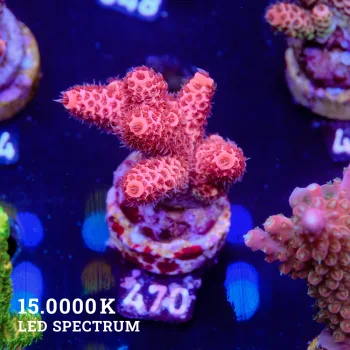 Acropora Millepora 'Red'