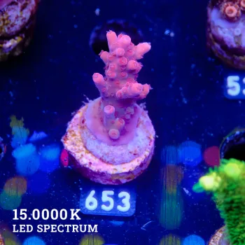 Acropora 'Pink'