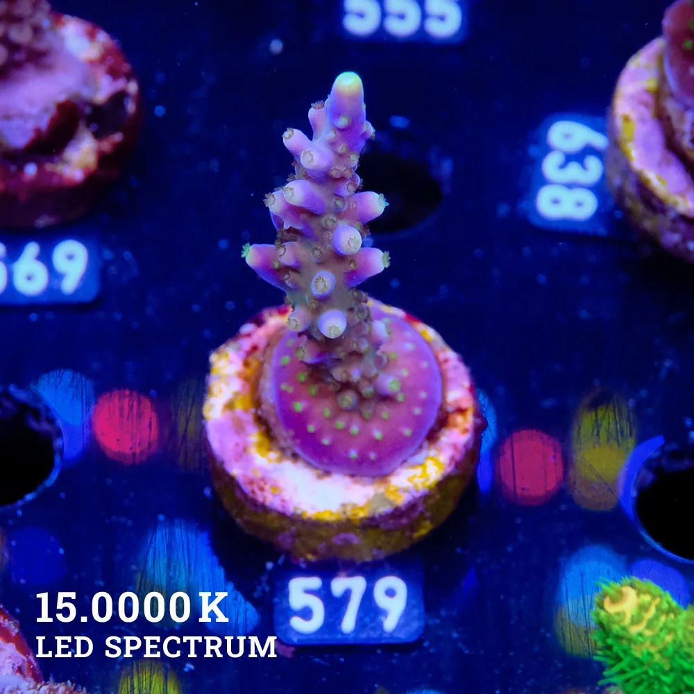 Acropora Valida