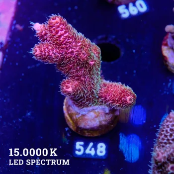 Acropora Millepora 'Bicolor'