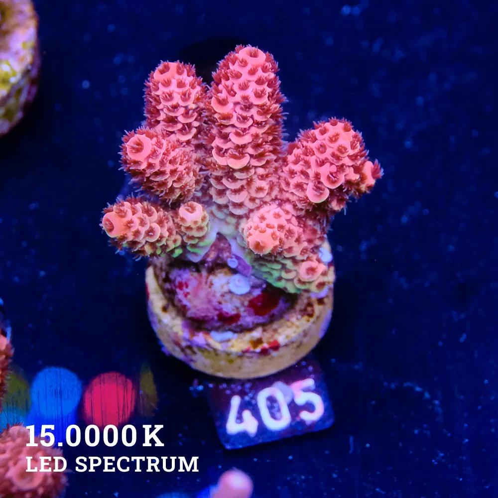 Acropora Millepora 'Red'