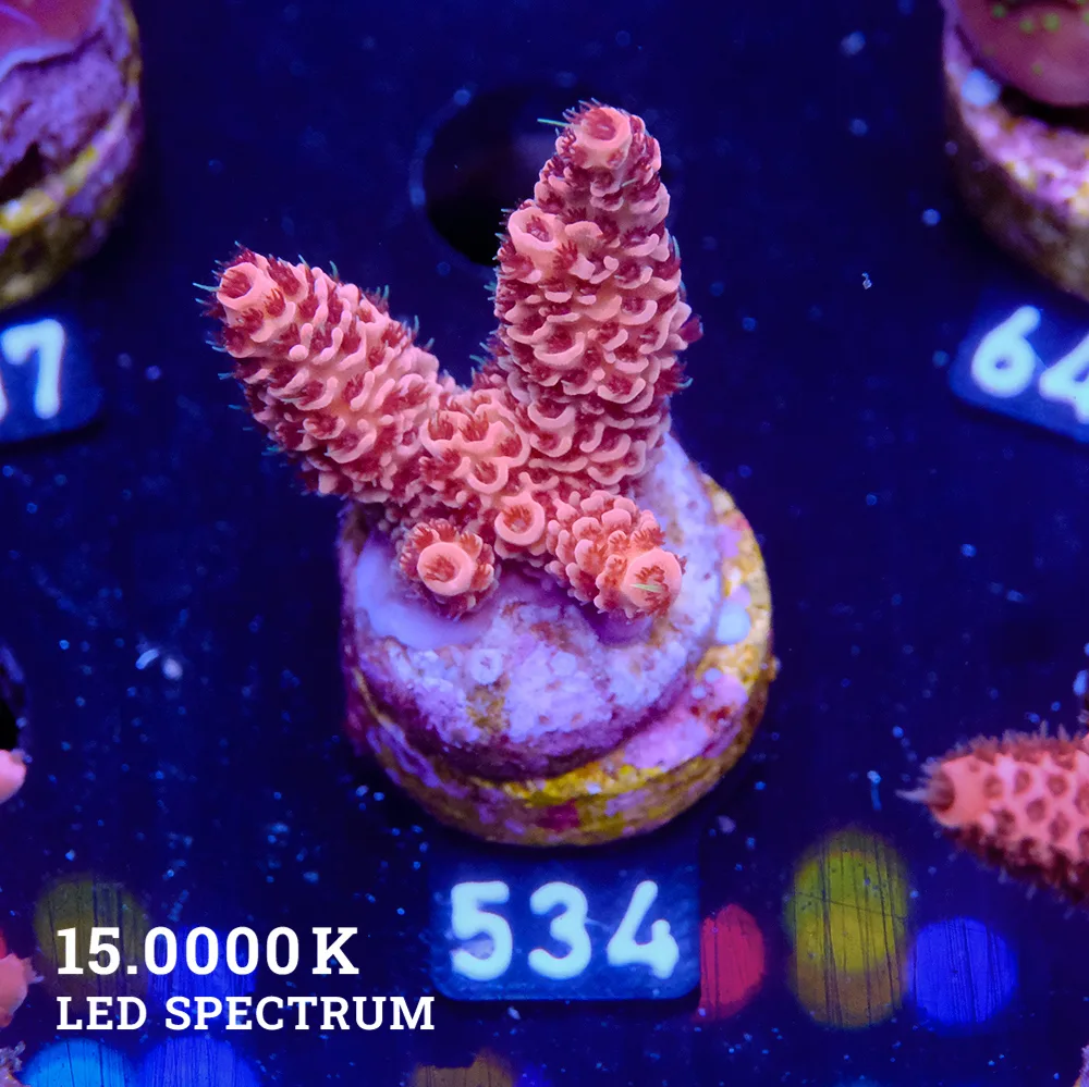 Acropora Millepora 'Red'