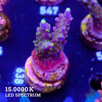 Acropora Valida