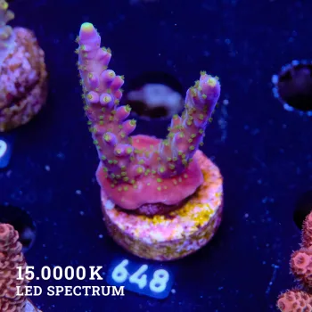 Acropora Valida