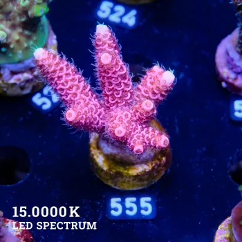 Acropora Millepora 'Pink'