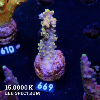 Acropora 'Yellow Tips'