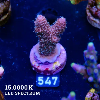 Acropora Millepora 'Purple'