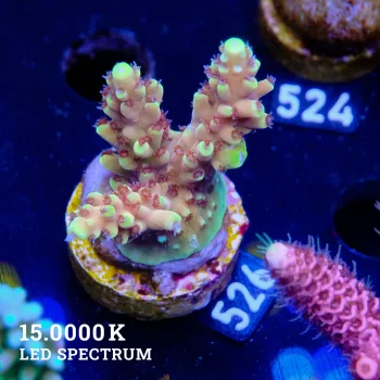Acropora 'Dragons Breath'