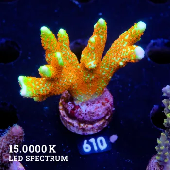 Montipora 'Forest Fire'