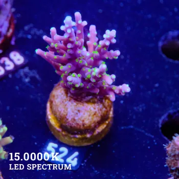 Acropora Carduus 'Tricolor'