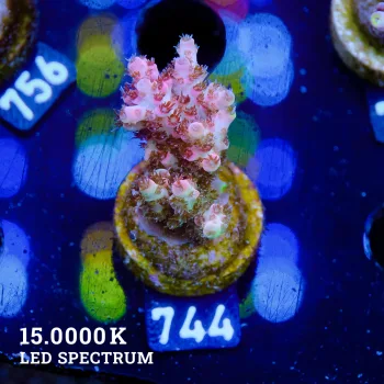 Acropora Mirabellis 'Red Table'