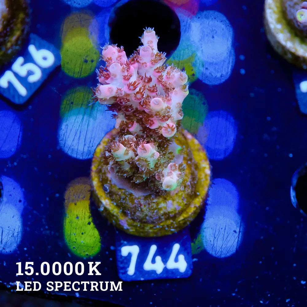 Acropora Mirabellis 'Red Table'