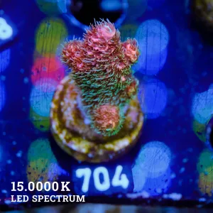 Nachhaltige Korallenzucht & bunte Korallen-Ableger für Dein Aquarium