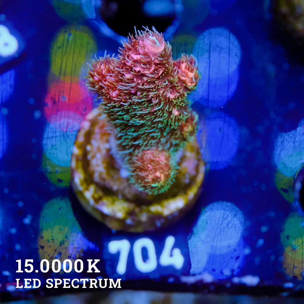Acropora Millepora 'Bicolor'